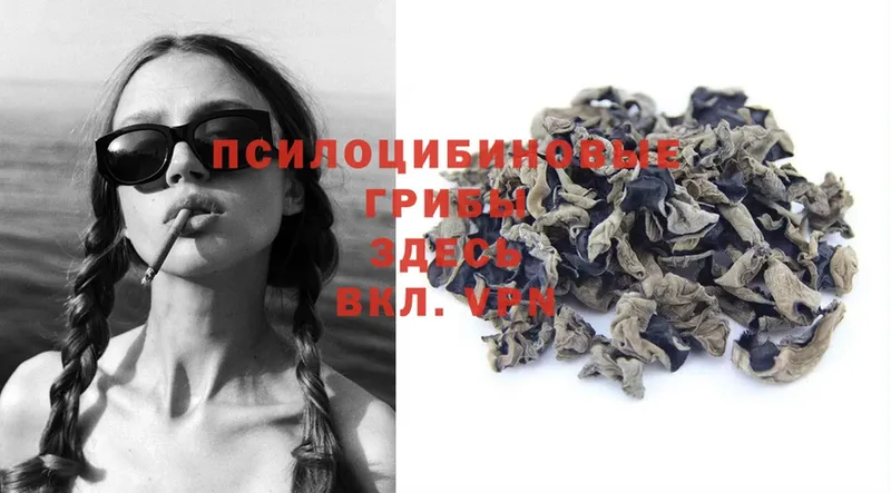 Псилоцибиновые грибы Psilocybe  KRAKEN ссылки  Вязники  купить наркотики цена 